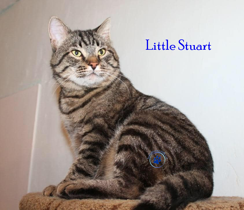 Irina/Katzen/Little Stuart/Little Stuart08mN.jpg